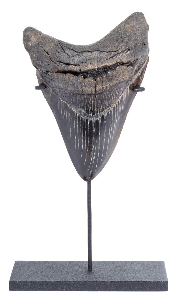 Collector quality megalodon tooth 13,5 cm (5.31