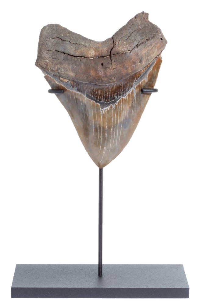  Collector quality megalodon tooth 11,3 cm (4.45