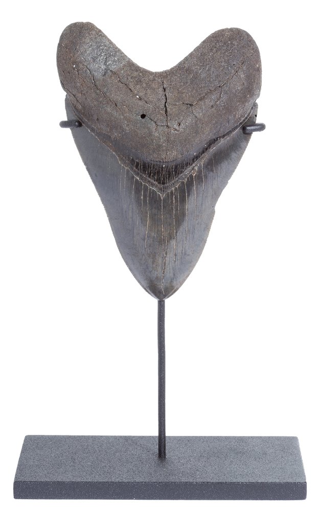 Collector quality megalodon tooth 12 cm (4.72