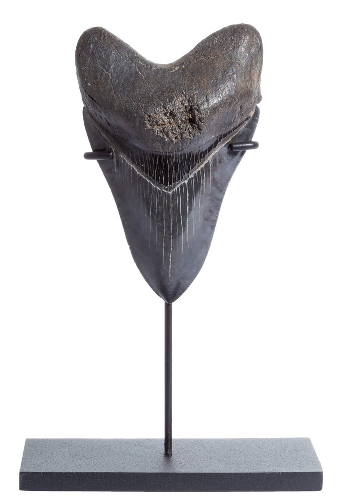 Collector quality megalodon tooth 11,7 cm (4.61