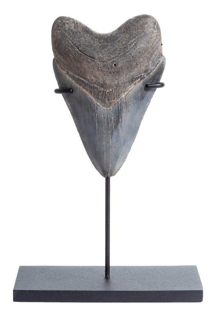 Collector quality megalodon tooth 10,8 cm (4.25