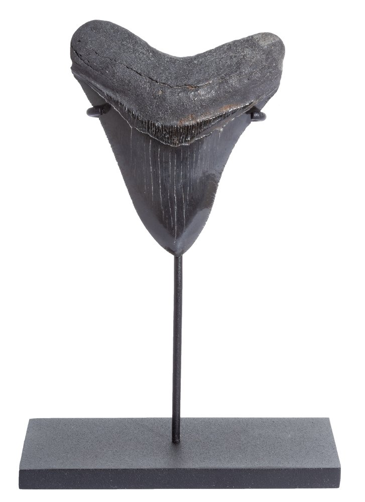 Collector quality megalodon tooth 9,6 cm (3.78