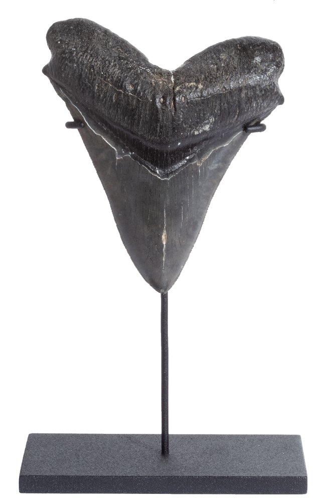 Collector quality megalodon tooth 12,2 cm (4.8