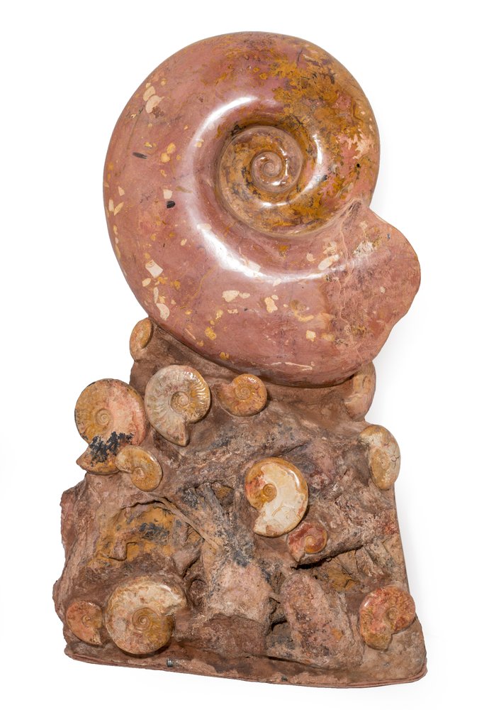 Ammonites Нammatoceras sp.