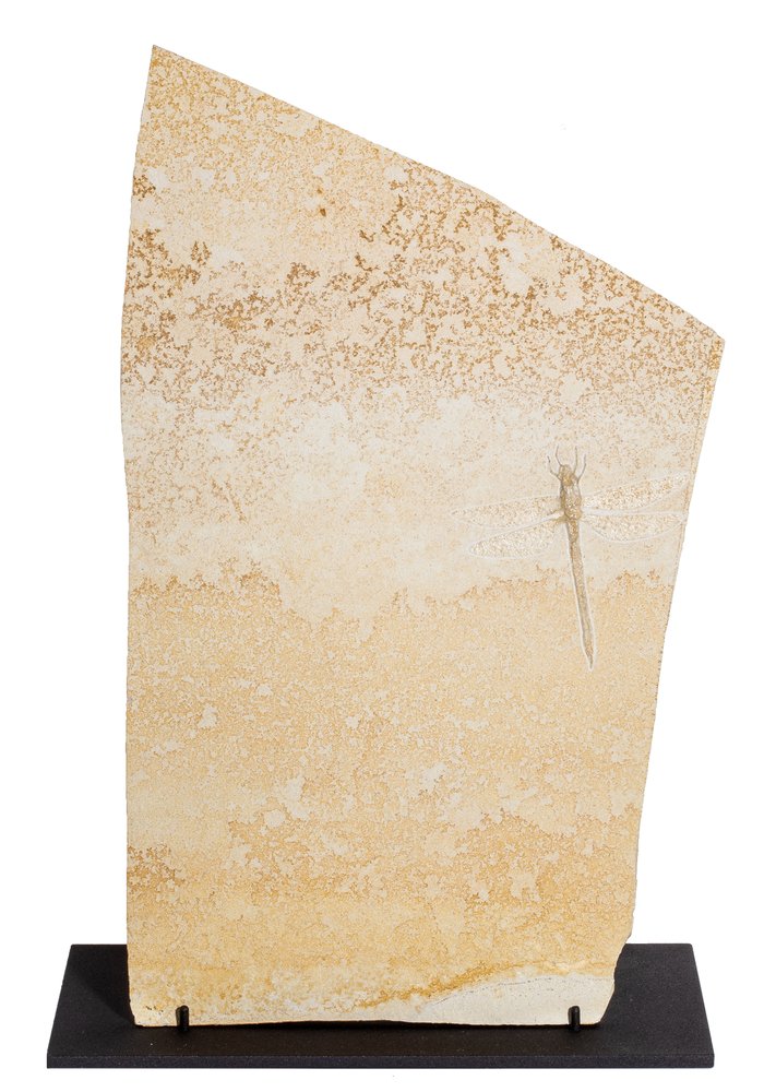 Dragonfly Protolindenia wittei 