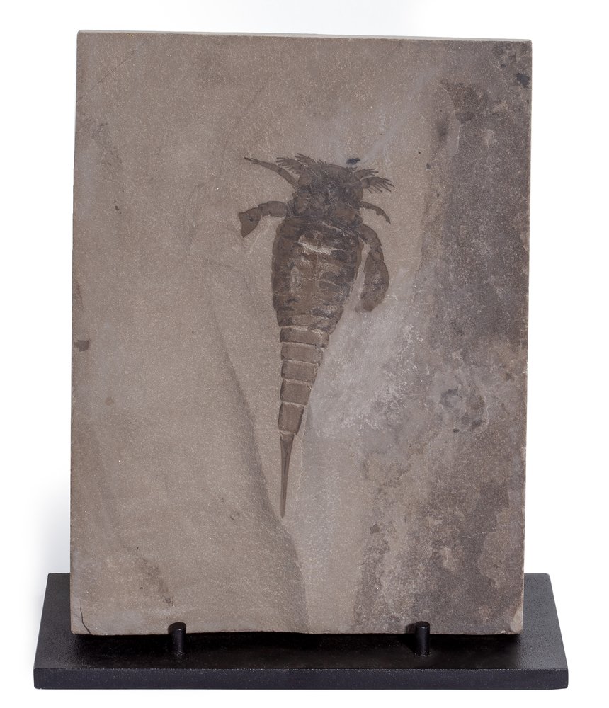 Racoscorpion Eurypterus remipes