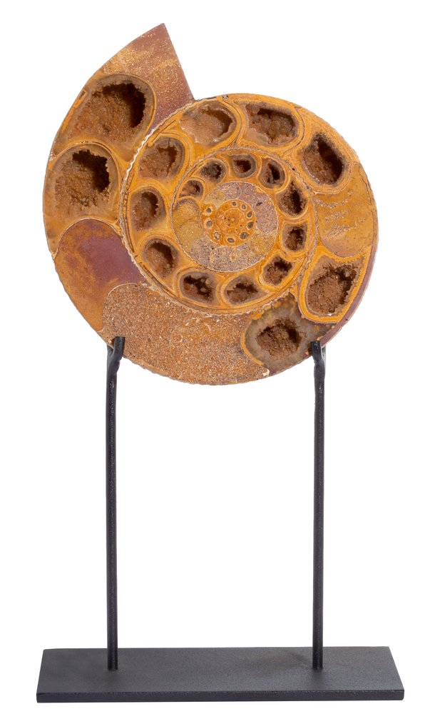 Ammonite Perisphinctes sp. 