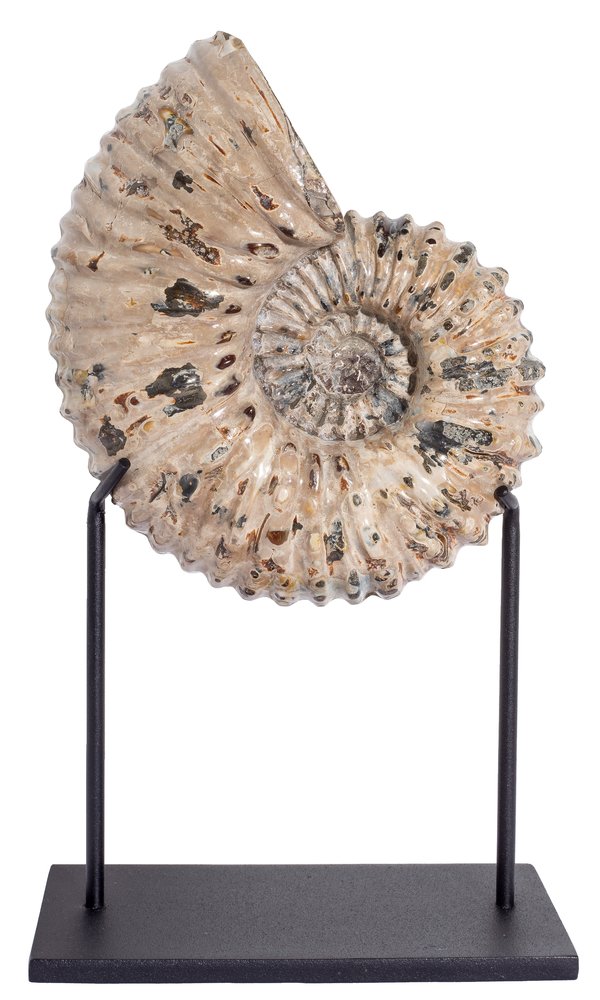 Ammonite Douvilleiceras mammilatum