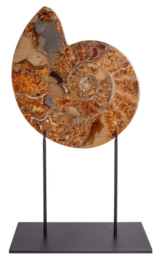 Ammonite Cleoniceras sp.