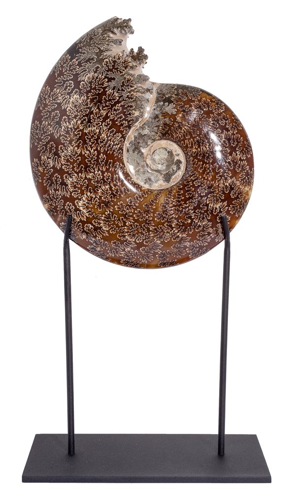 Ammonite Cleoniceras sp.