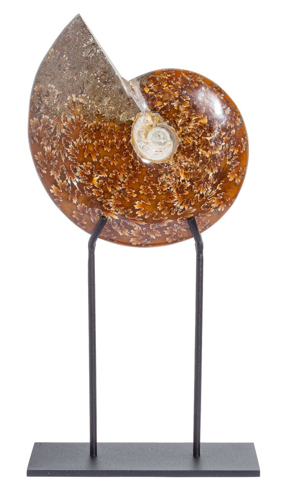 Ammonite Cleoniceras sp. 