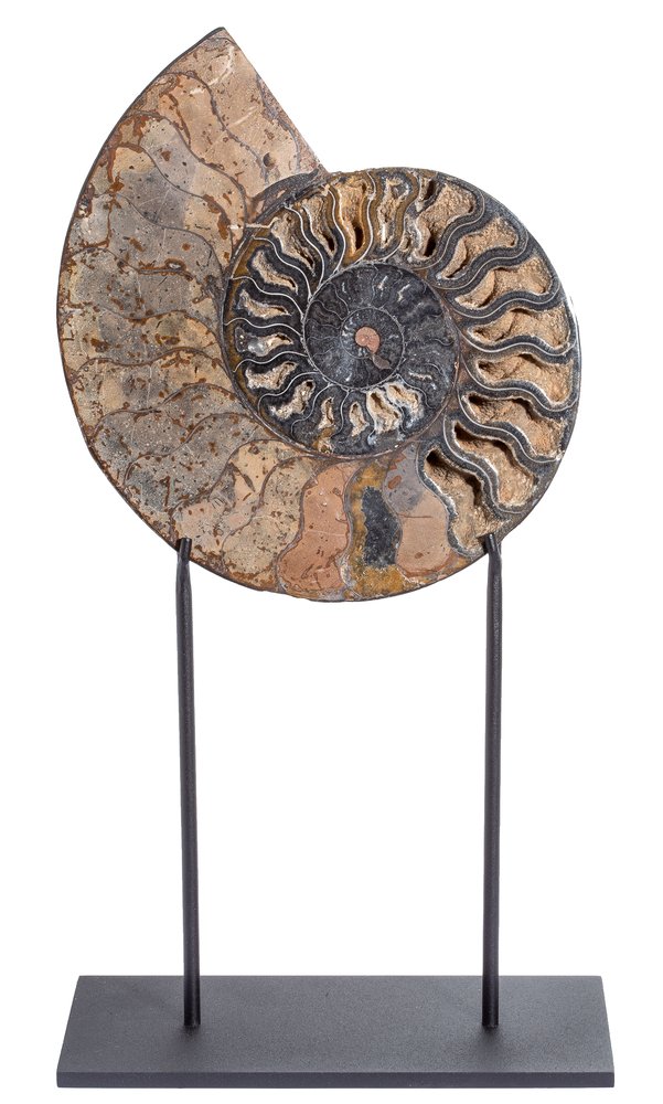 Ammonite Cleoniceras sp. 