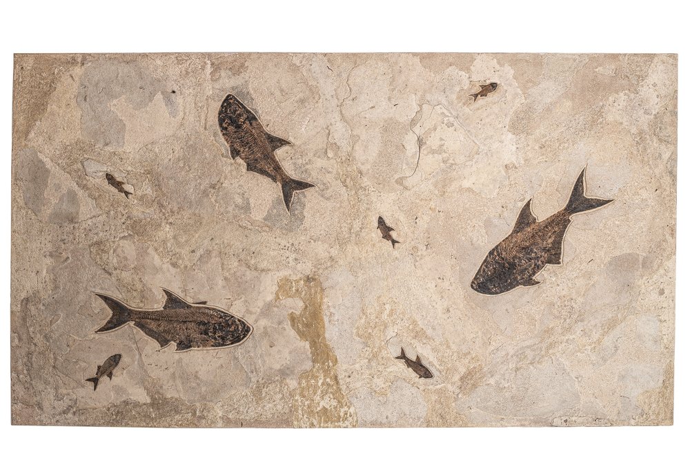 Plate with fishes Diplomystus sp. and Knightia sp.