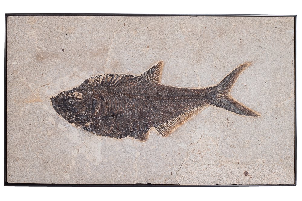 Fish Diplomystus sp.