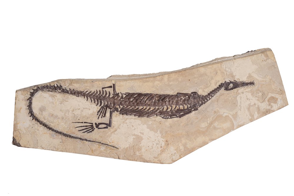 Mesosaurus