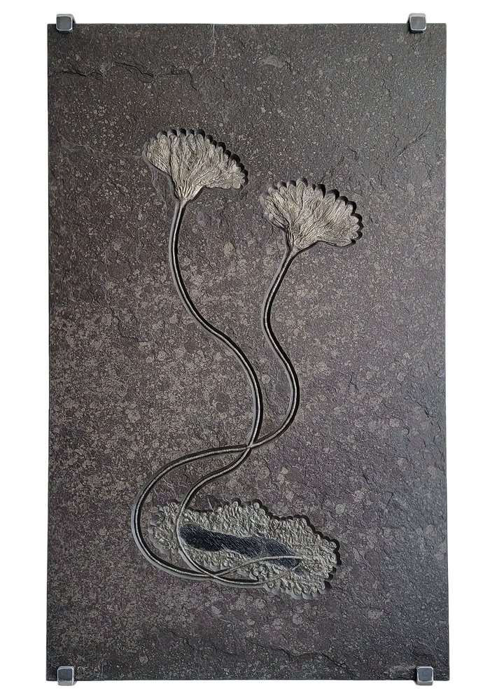 Sea lily (crinoidea)