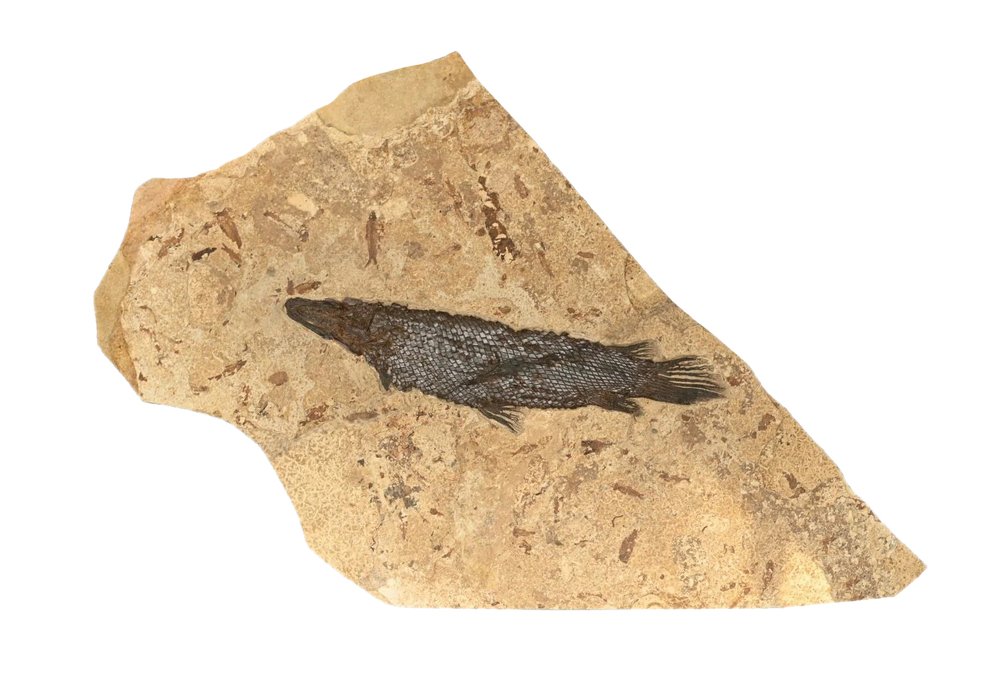 Garfish Atractosteus simplex