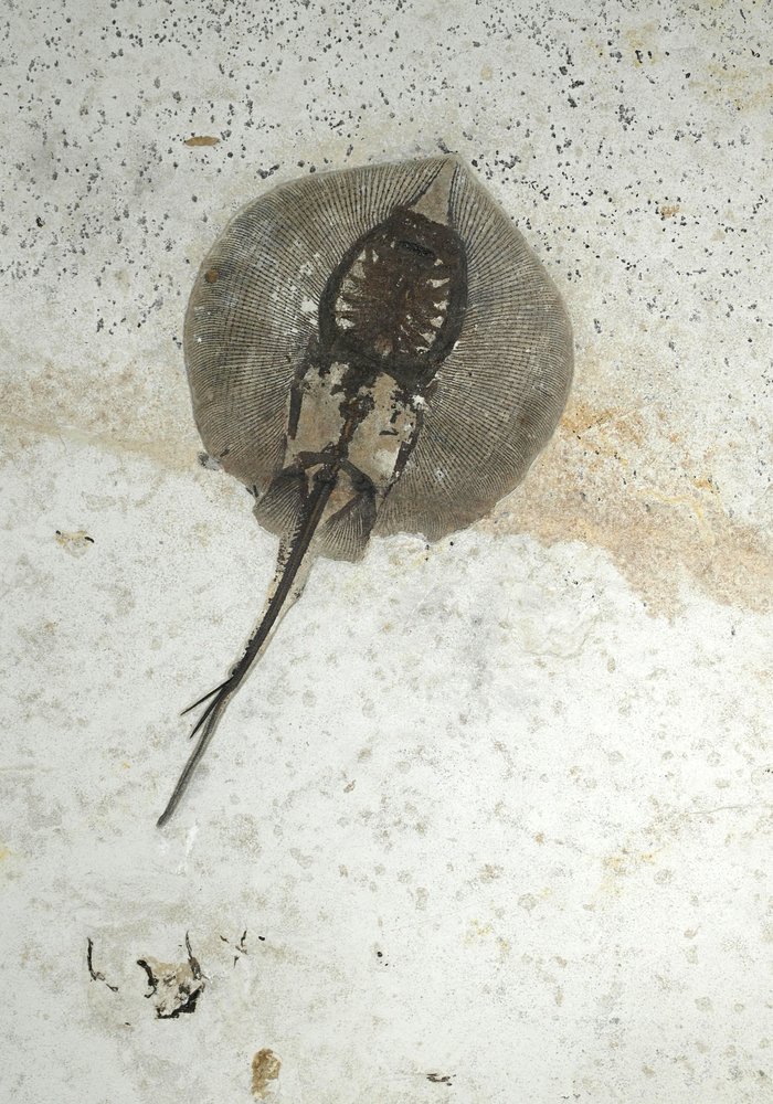 Stingray Heliobatis sp.