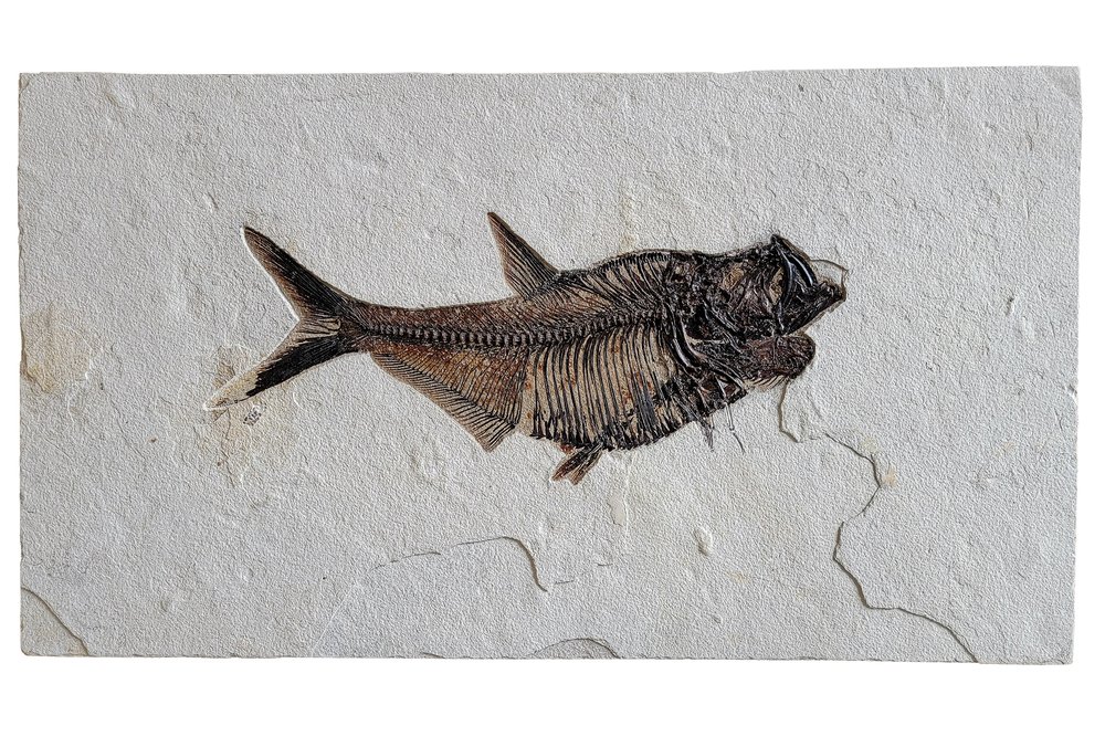 Fish Diplomystus sp.