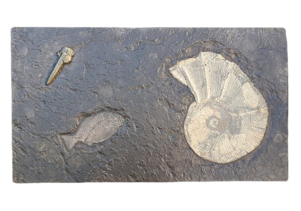 Slab with Dapedium sp., Lytoceras sp., Belemnite