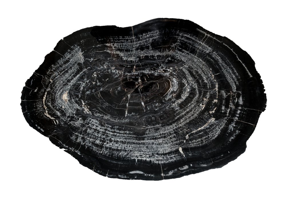 Petrified wood slice