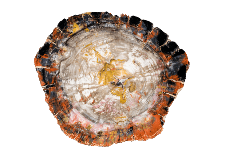 Petrified wood slice