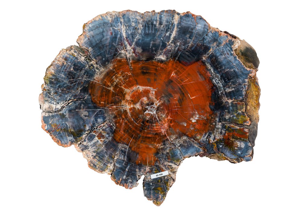 Petrified wood slice