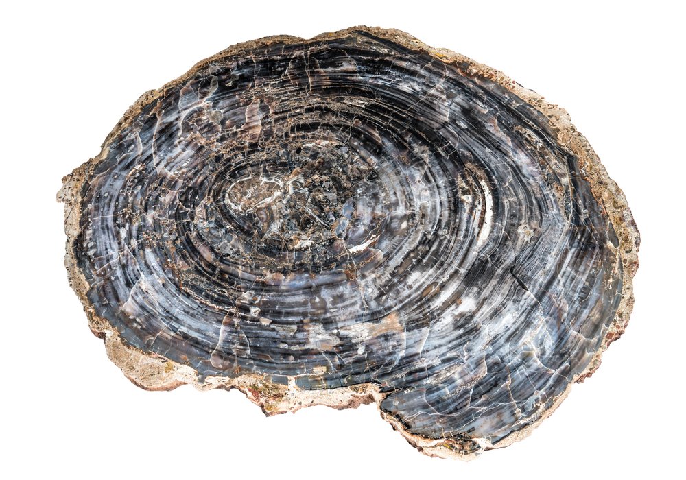 Petrified wood slice