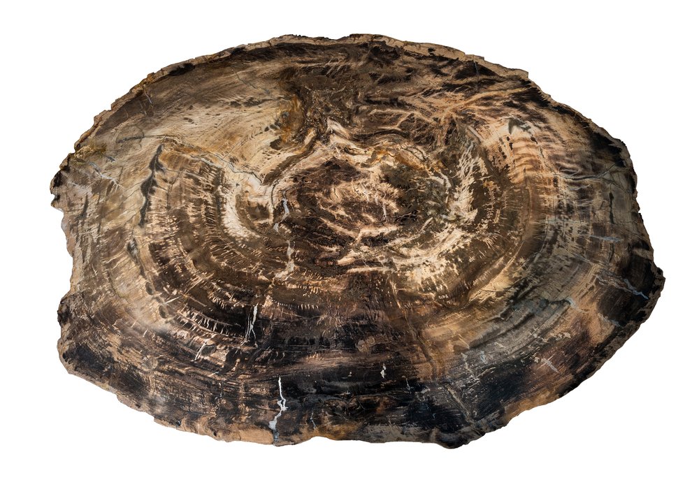 Petrified wood slice