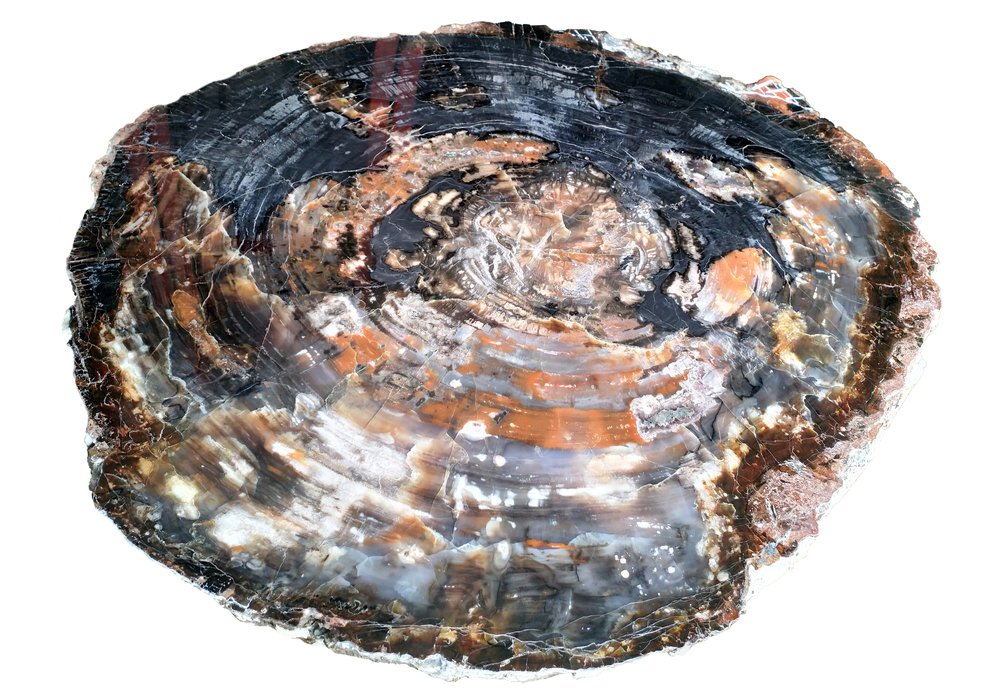 Petrified wood slice