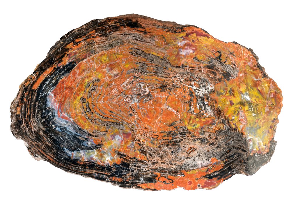 Petrified wood slice