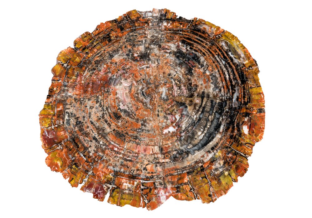 Petrified wood slice