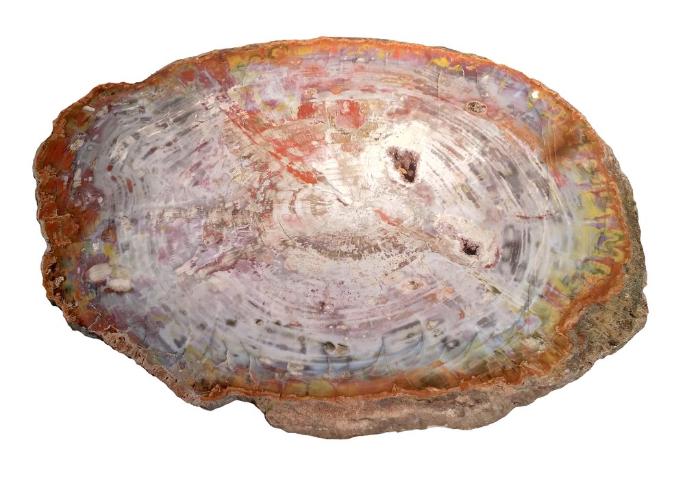 Petrified wood slice