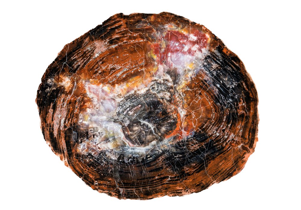 Petrified wood slice