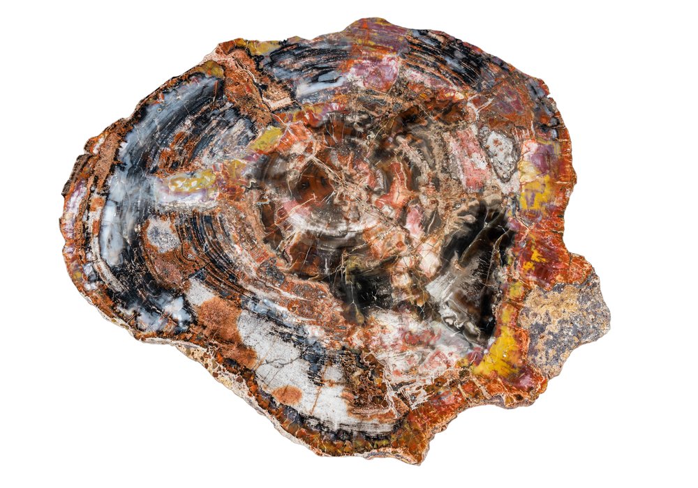 Petrified wood slice