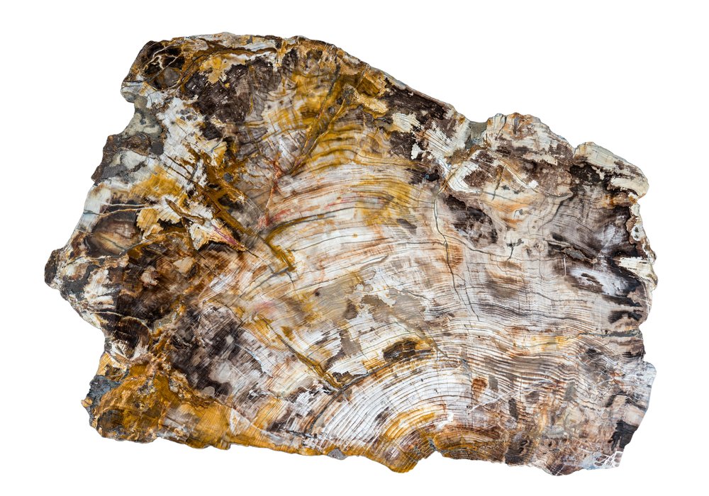 Petrified wood slice