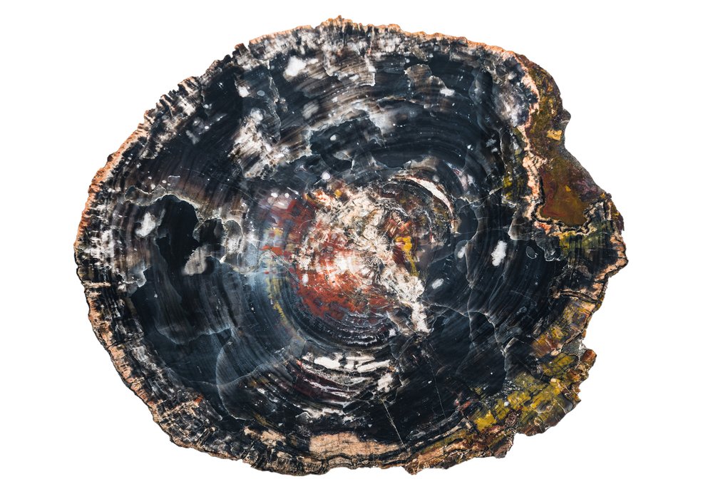 Petrified wood slice