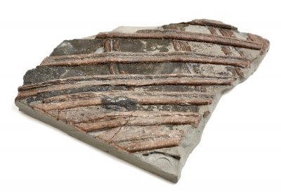 Ichthyosaurs ribs