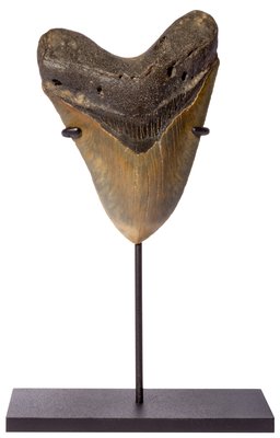 Megalodon tooth 13 cm (5.12 