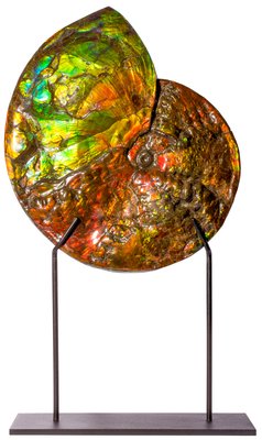 Ammolite Ammonite Placenticeras costatum