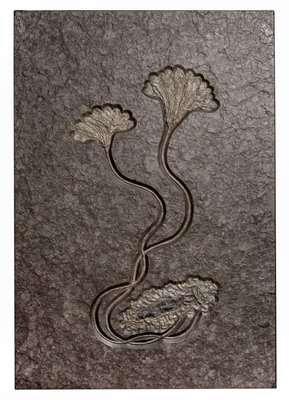 Sea lily (crinoidea)