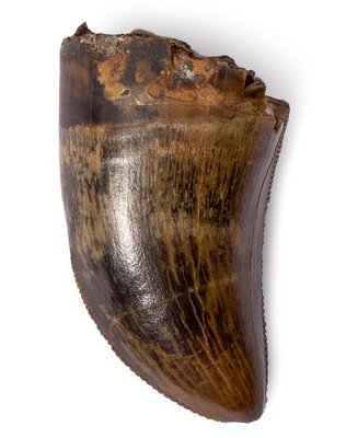 Tyrannosaurus tooth