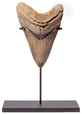 Collector quality megalodon tooth 12,5 cm (4.92 