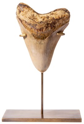 Museum quality megalodon tooth 13,7 cm (5.39 