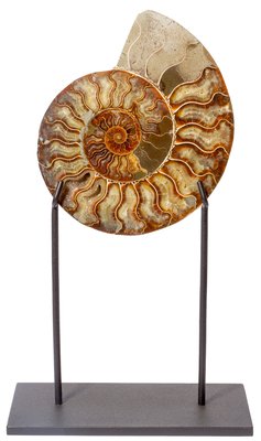 Ammonite Cleoniceras sp.
