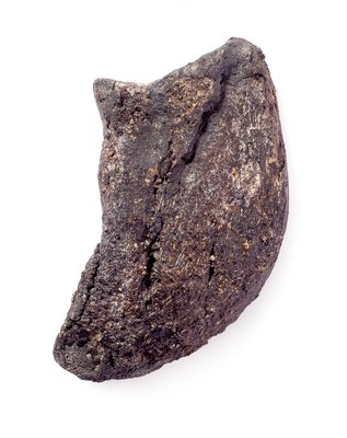 Camarasaurus claw