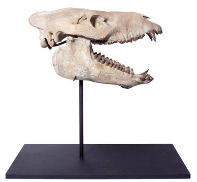 Agriochoerus skull