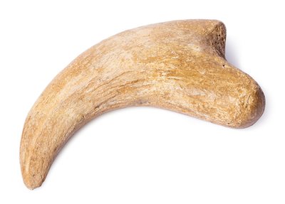  Alxasaurus sp. claw