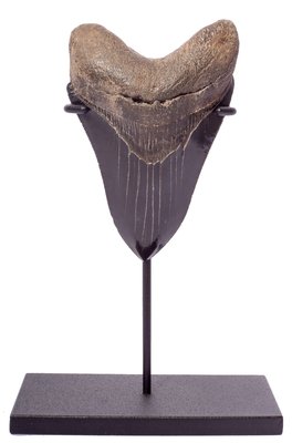 Collector quality megalodon tooth 10,5 cm (4.13 
