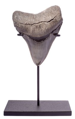 Collector quality megalodon tooth 10,4 cm (4.09